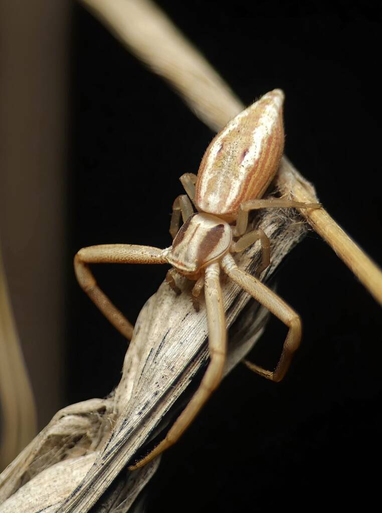 Long Crab Spider (Runcinia acuminata), Brisbane QLD © Stefan Jones