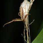 Long Crab Spider (Runcinia acuminata), Brisbane QLD © Stefan Jones