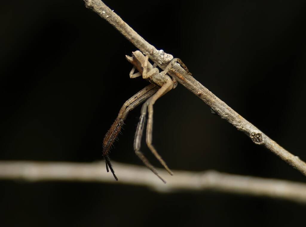 Long Crab Spider (Runcinia acuminata), Brisbane QLD © Stefan Jones