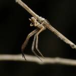 Long Crab Spider (Runcinia acuminata), Brisbane QLD © Stefan Jones