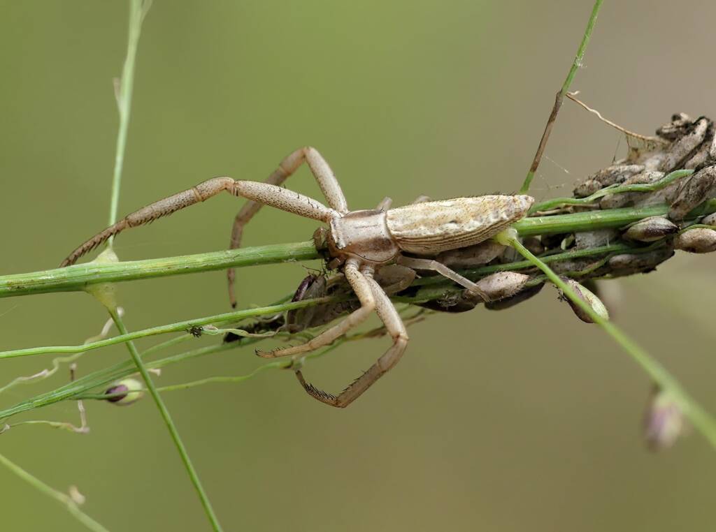 Long Crab Spider (Runcinia acuminata), Brisbane QLD © Stefan Jones