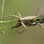 Long Crab Spider (Runcinia acuminata), Brisbane QLD © Stefan Jones
