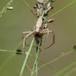 Long Crab Spider (Runcinia acuminata), Brisbane QLD © Stefan Jones