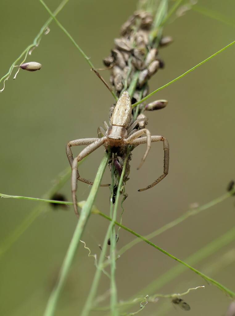 Long Crab Spider (Runcinia acuminata), Brisbane QLD © Stefan Jones