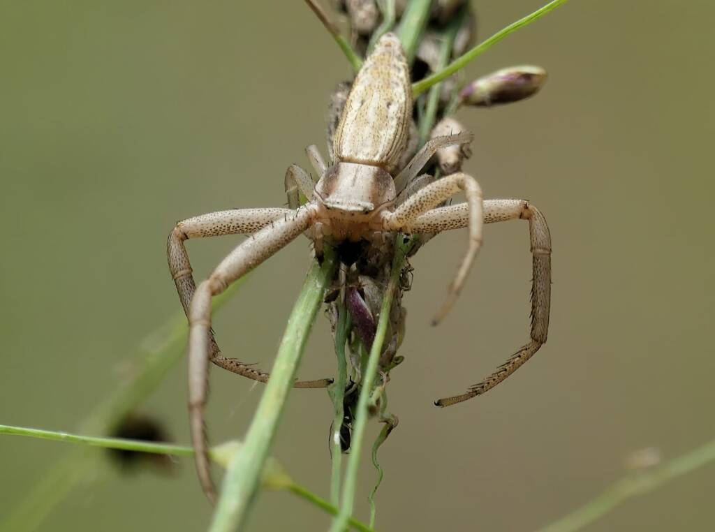 Long Crab Spider (Runcinia acuminata), Brisbane QLD © Stefan Jones