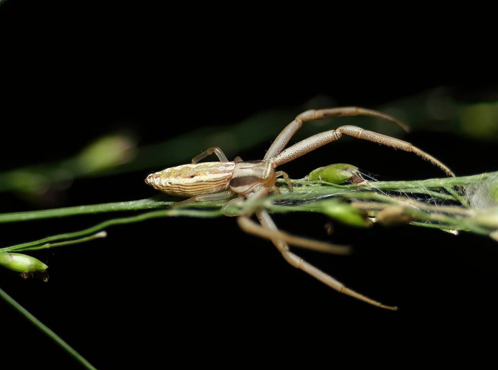Long Crab Spider (Runcinia acuminata), Brisbane QLD © Stefan Jones