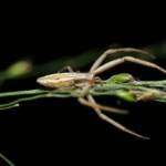 Long Crab Spider (Runcinia acuminata), Brisbane QLD © Stefan Jones