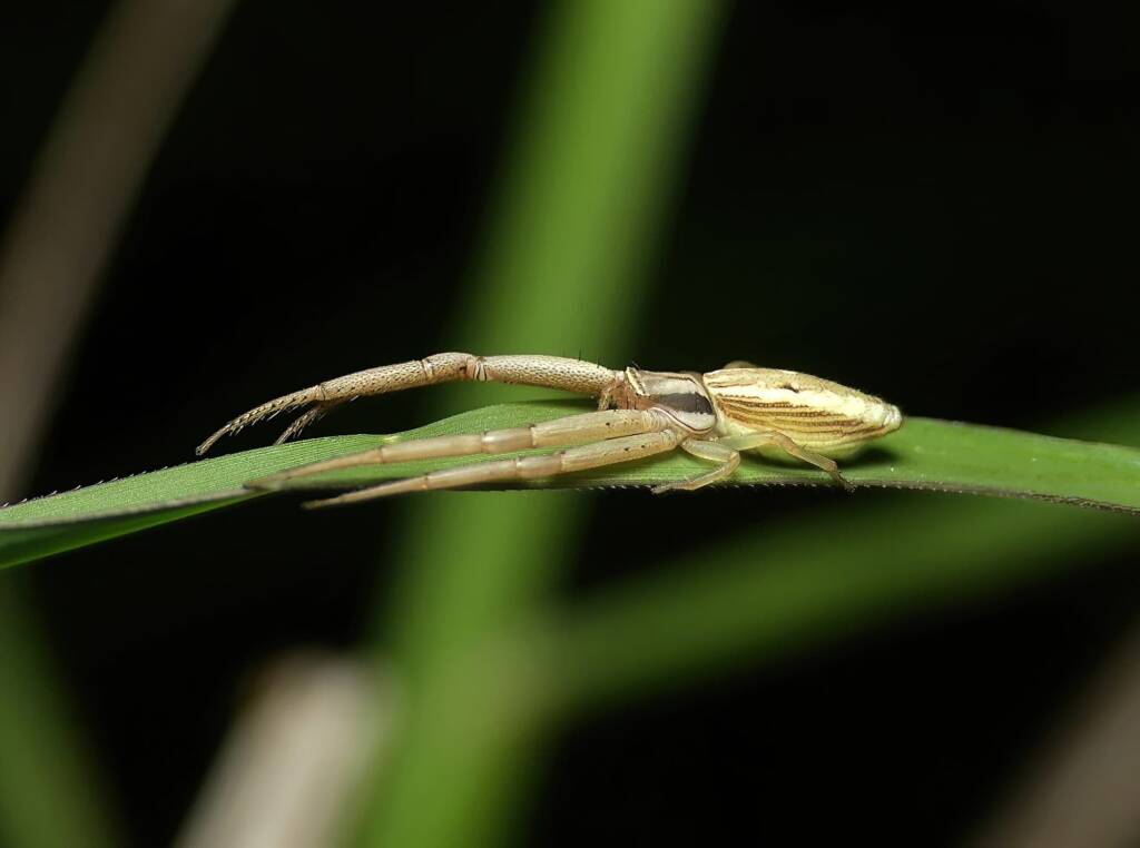 Long Crab Spider (Runcinia acuminata), Brisbane QLD © Stefan Jones
