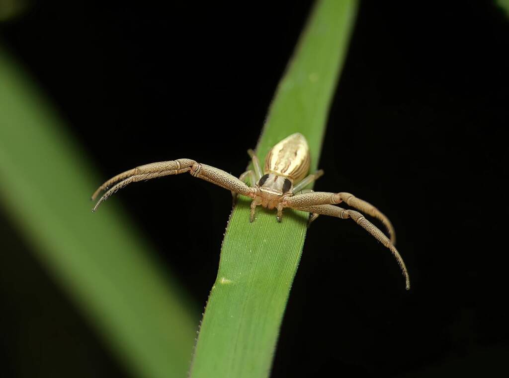 Long Crab Spider (Runcinia acuminata), Brisbane QLD © Stefan Jones