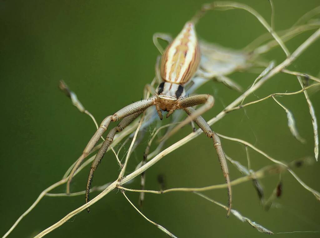 Long Crab Spider (Runcinia acuminata), Brisbane QLD © Stefan Jones