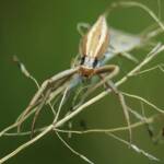 Long Crab Spider (Runcinia acuminata), Brisbane QLD © Stefan Jones