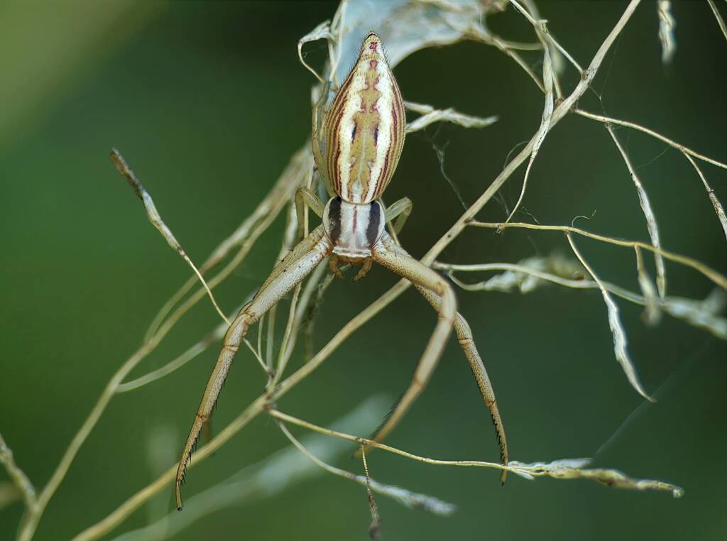 Long Crab Spider (Runcinia acuminata), Brisbane QLD © Stefan Jones