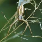 Long Crab Spider (Runcinia acuminata), Brisbane QLD © Stefan Jones