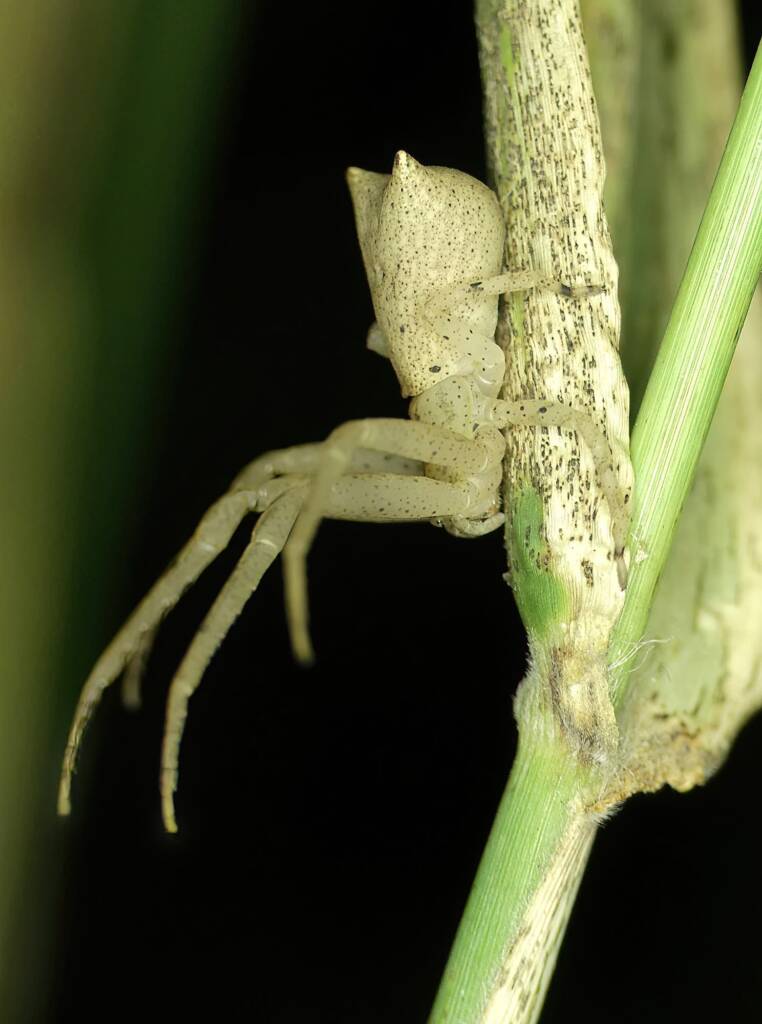 Long-legged Crab Spider (Sidymella longipes), Brisbane QLD © Stefan Jones