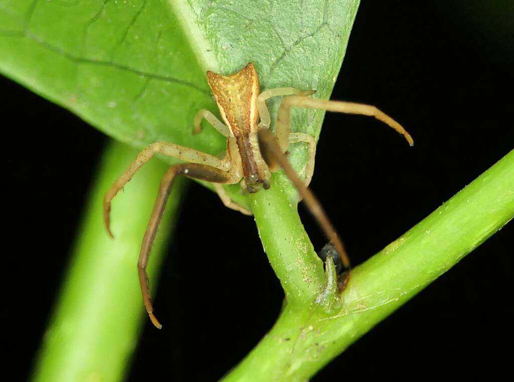 Long-legged Crab Spider (Sidymella longipes), Brisbane QLD © Stefan Jones