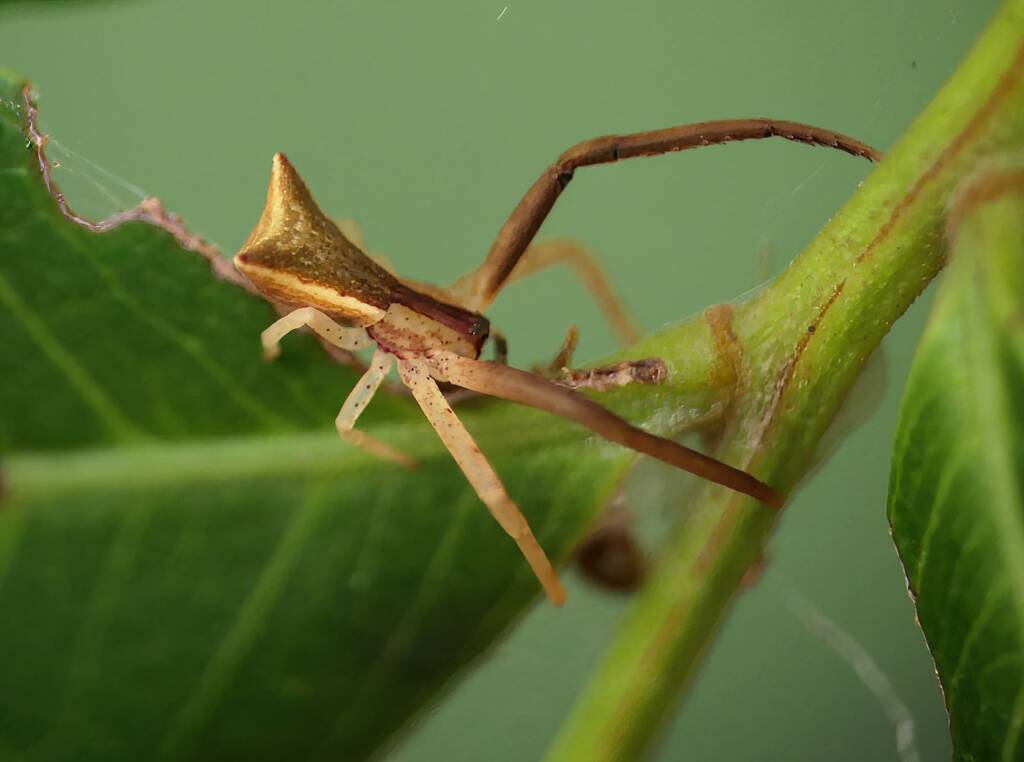 Long-legged Crab Spider (Sidymella longipes), Brisbane QLD © Stefan Jones