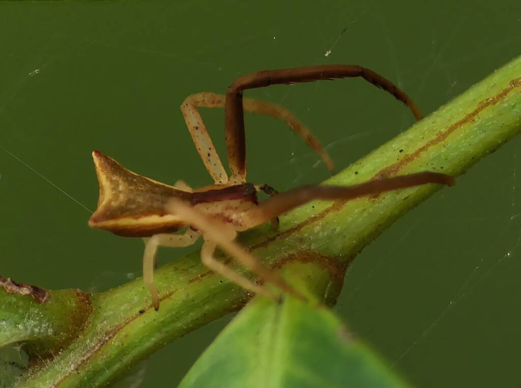 Long-legged Crab Spider (Sidymella longipes), Brisbane QLD © Stefan Jones