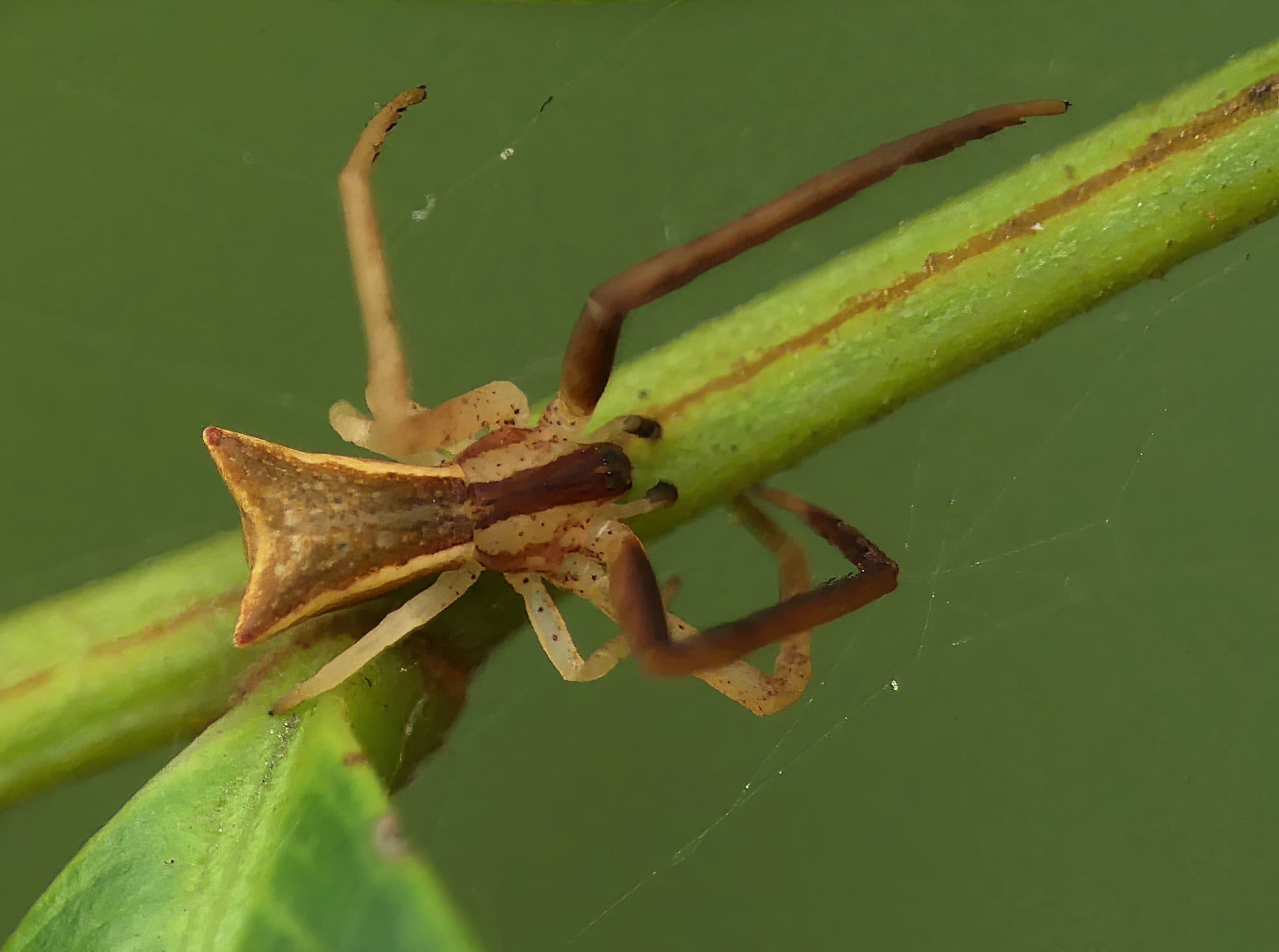 Long-legged Crab Spider (Sidymella longipes), Brisbane QLD © Stefan Jones