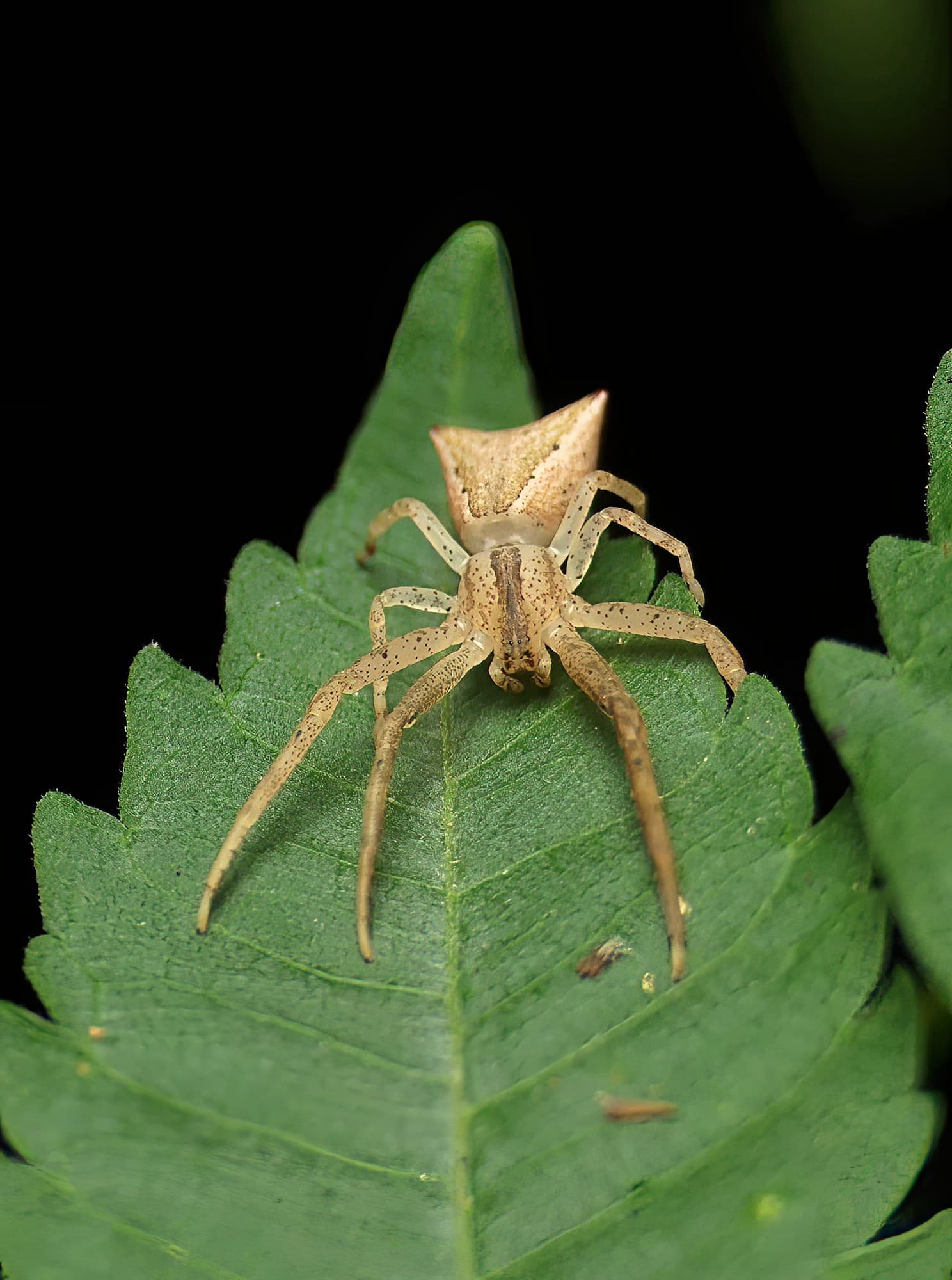 Long-legged Crab Spider (Sidymella longipes), Brisbane QLD © Stefan Jones