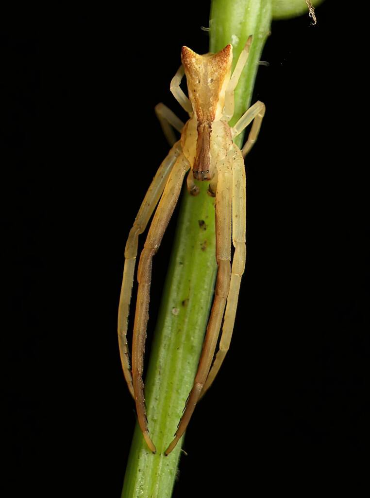 Long-legged Crab Spider (Sidymella longipes), Brisbane QLD © Stefan Jones
