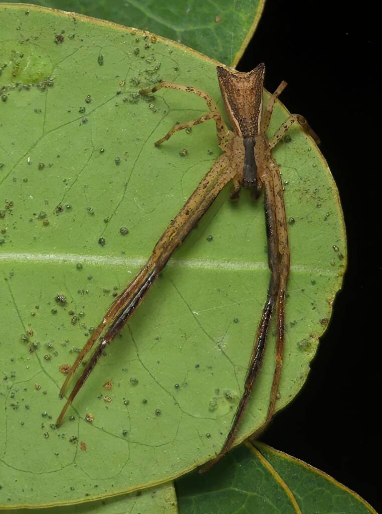 Long-legged Crab Spider (Sidymella longipes), Brisbane QLD © Stefan Jones