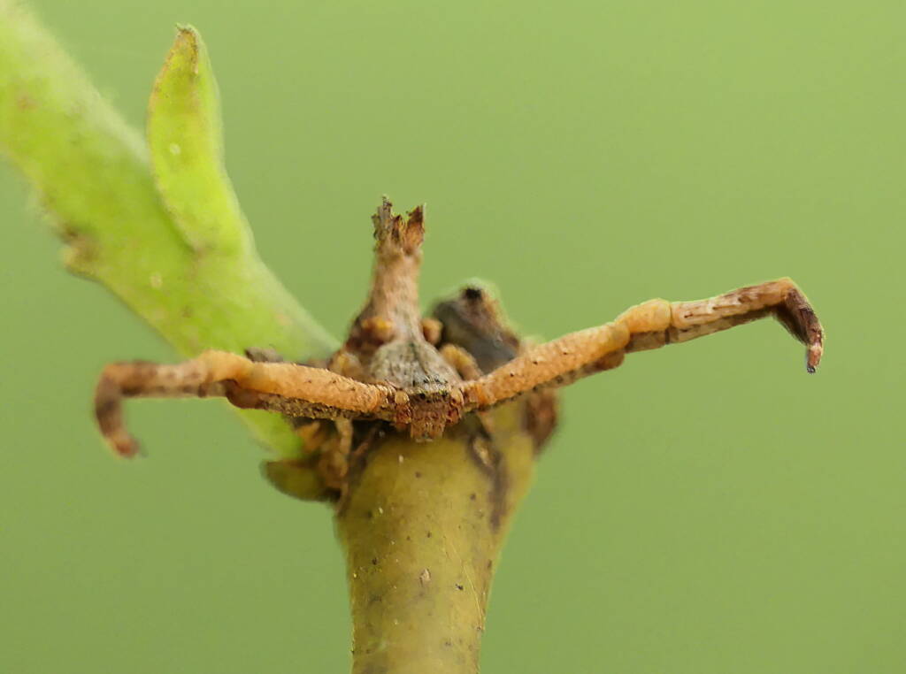 Fork-tailed Sidymella Spider (genus Sidymella), Brisbane QLD © Stefan Jones