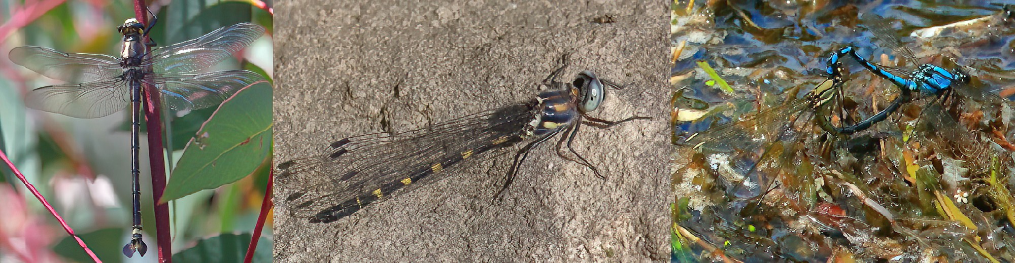 South-eastern Petaltail male Common Shutwing male Arrowhead Rockmaster pair © Jeff Melvaine