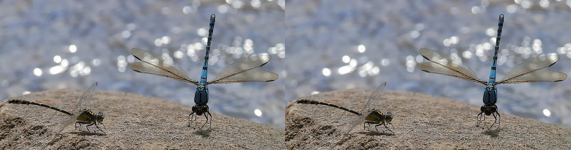 Southern Vicetail (Hemigomphus gouldii) male and Arrowhead Rockmaster (Diphlebia nymphoides) male, Gloucester River, Invergordon NSW © Jeff Melvaine