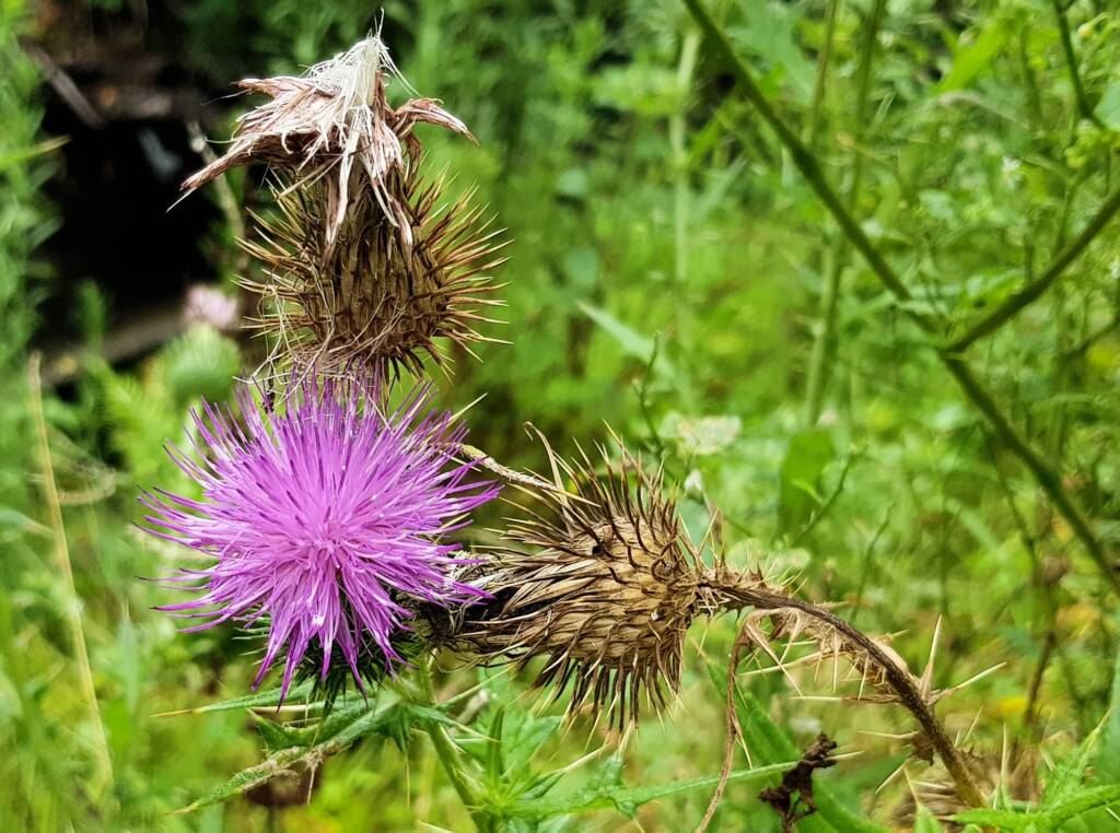 Spear thistle (Cirsium vulgare), Sydney Northern Beaches NSW
