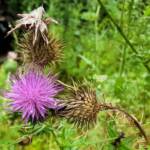 Spear thistle (Cirsium vulgare), Sydney Northern Beaches NSW