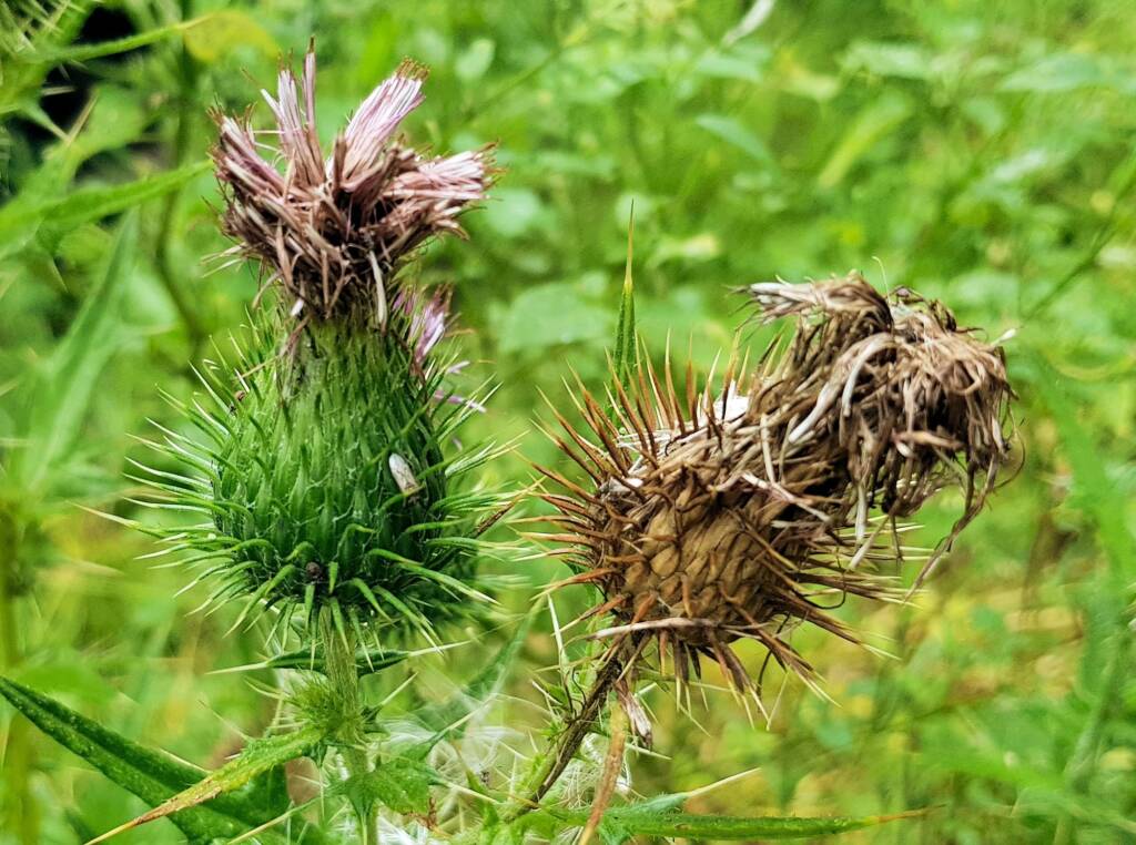 Spear thistle (Cirsium vulgare), Sydney Northern Beaches NSW