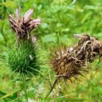 Spear thistle (Cirsium vulgare), Sydney Northern Beaches NSW