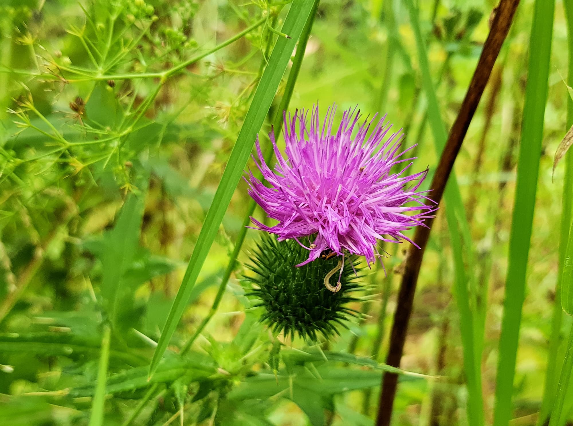 Spear thistle (Cirsium vulgare), Sydney Northern Beaches NSW