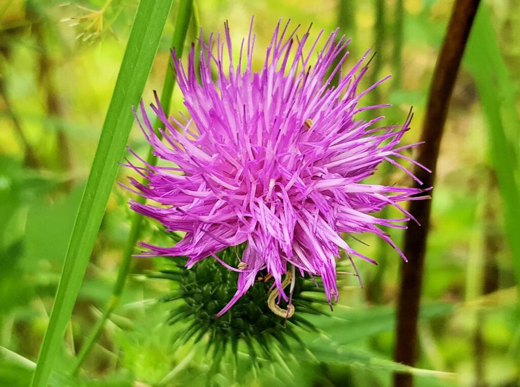 Spear thistle (Cirsium vulgare), Sydney Northern Beaches NSW