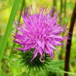 Spear thistle (Cirsium vulgare), Sydney Northern Beaches NSW