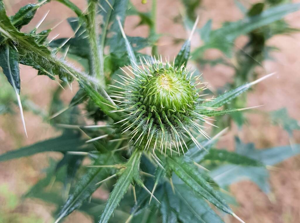 Spear thistle (Cirsium vulgare), Sydney Northern Beaches NSW