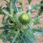 Spear thistle (Cirsium vulgare), Sydney Northern Beaches NSW