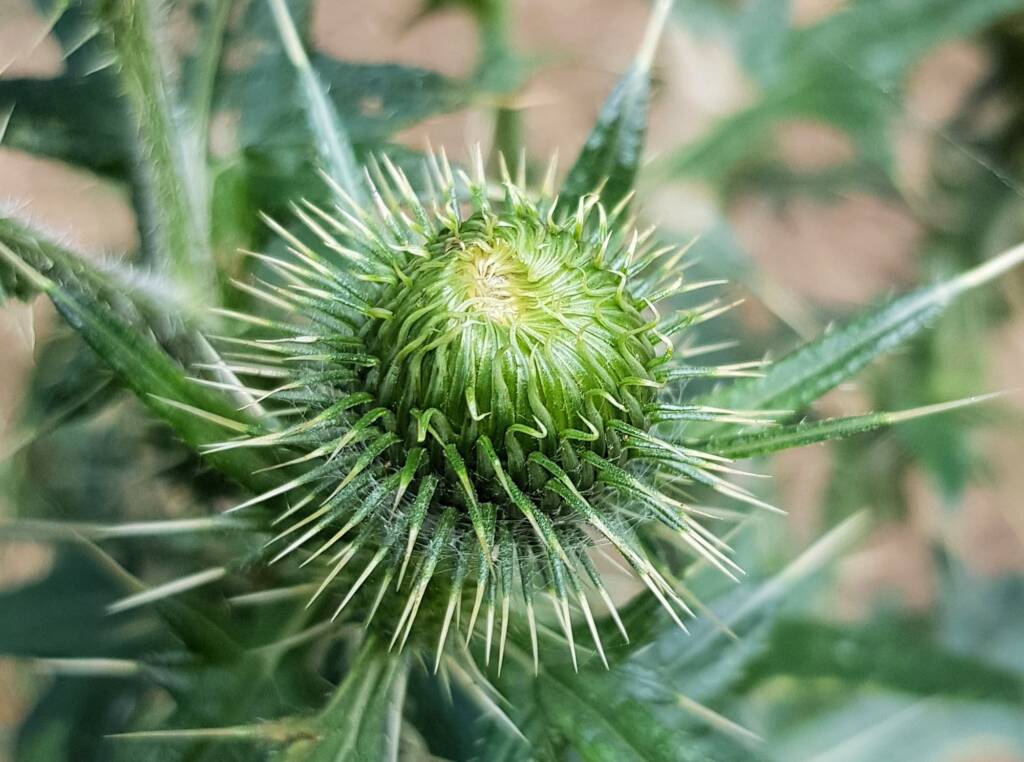 Spear thistle (Cirsium vulgare), Sydney Northern Beaches NSW