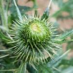 Spear thistle (Cirsium vulgare), Sydney Northern Beaches NSW