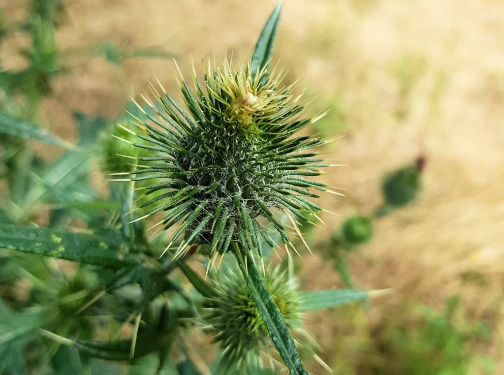 Spear thistle (Cirsium vulgare), Sydney Northern Beaches NSW
