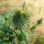 Spear thistle (Cirsium vulgare), Sydney Northern Beaches NSW