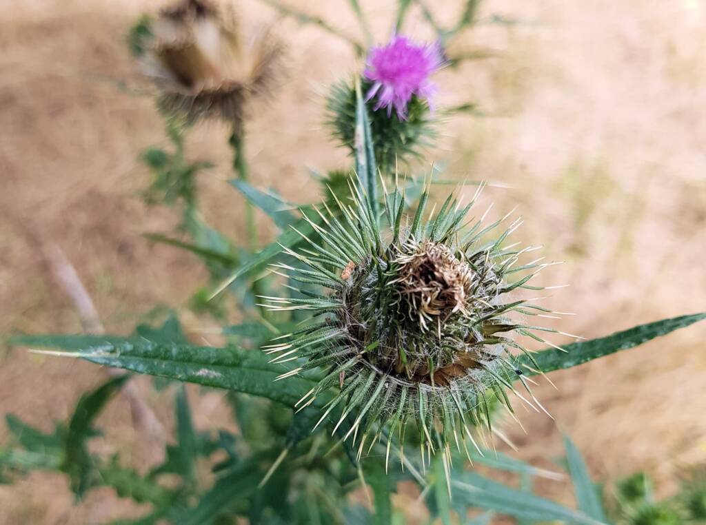 Spear thistle (Cirsium vulgare), Sydney Northern Beaches NSW