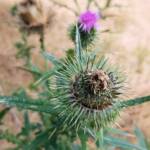 Spear thistle (Cirsium vulgare), Sydney Northern Beaches NSW