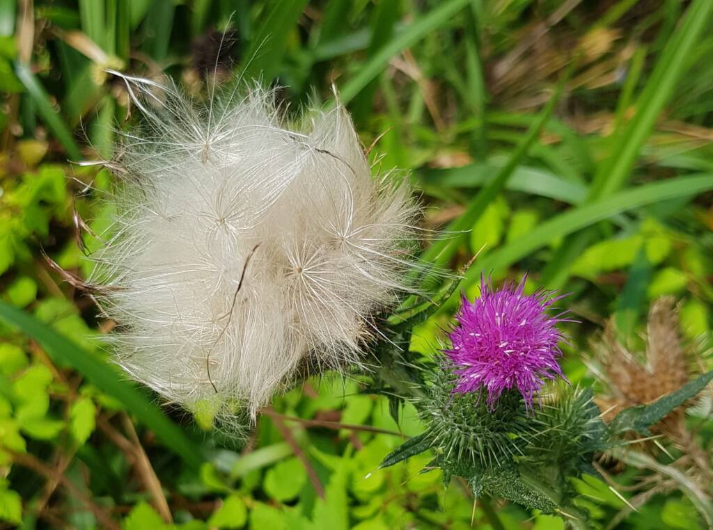 Spear thistle (Cirsium vulgare), Sydney Northern Beaches NSW