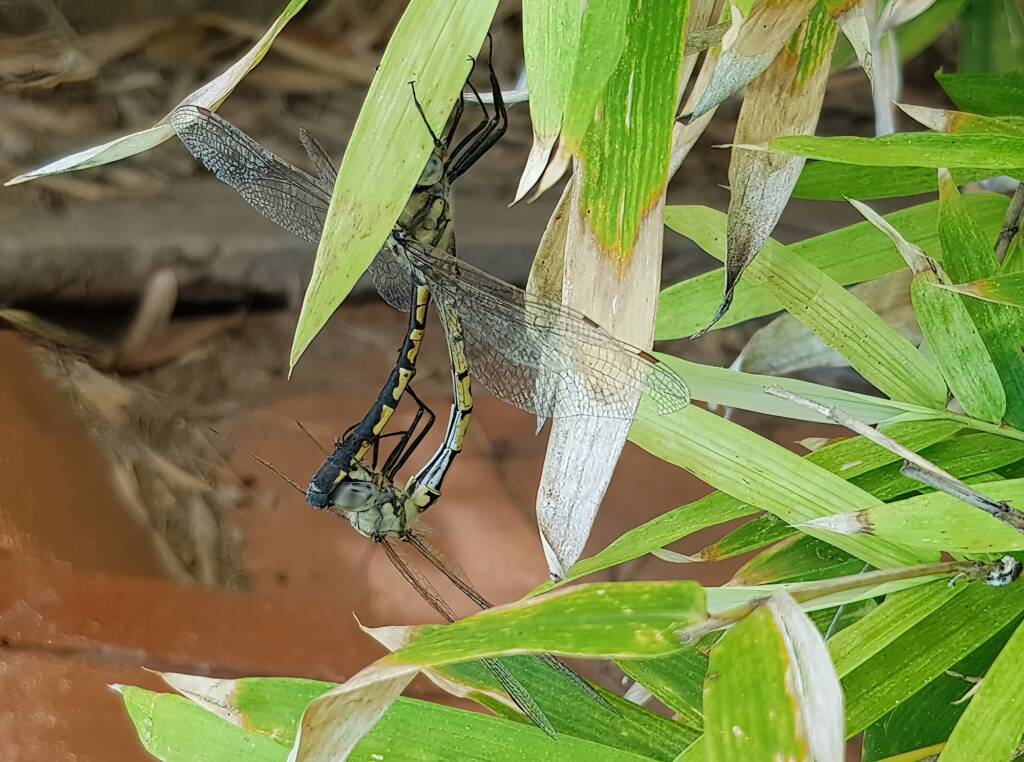 Tau Emerald Dragonfly (Hemicordulia tau), Alice Springs NT