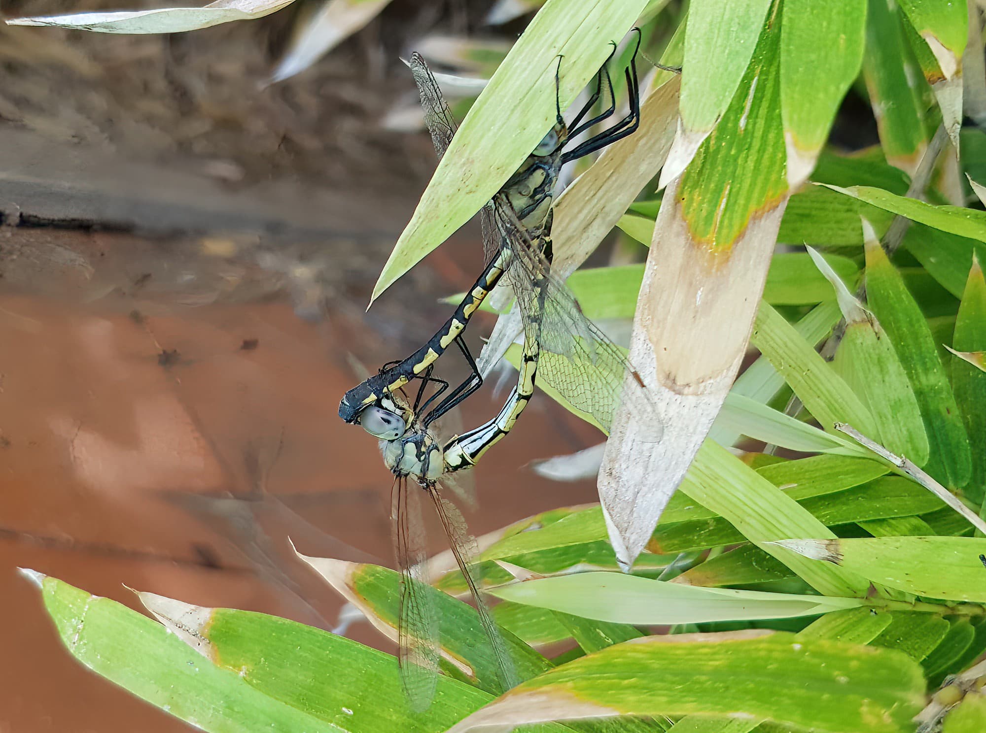 Tau Emerald Dragonfly (Hemicordulia tau), Alice Springs NT