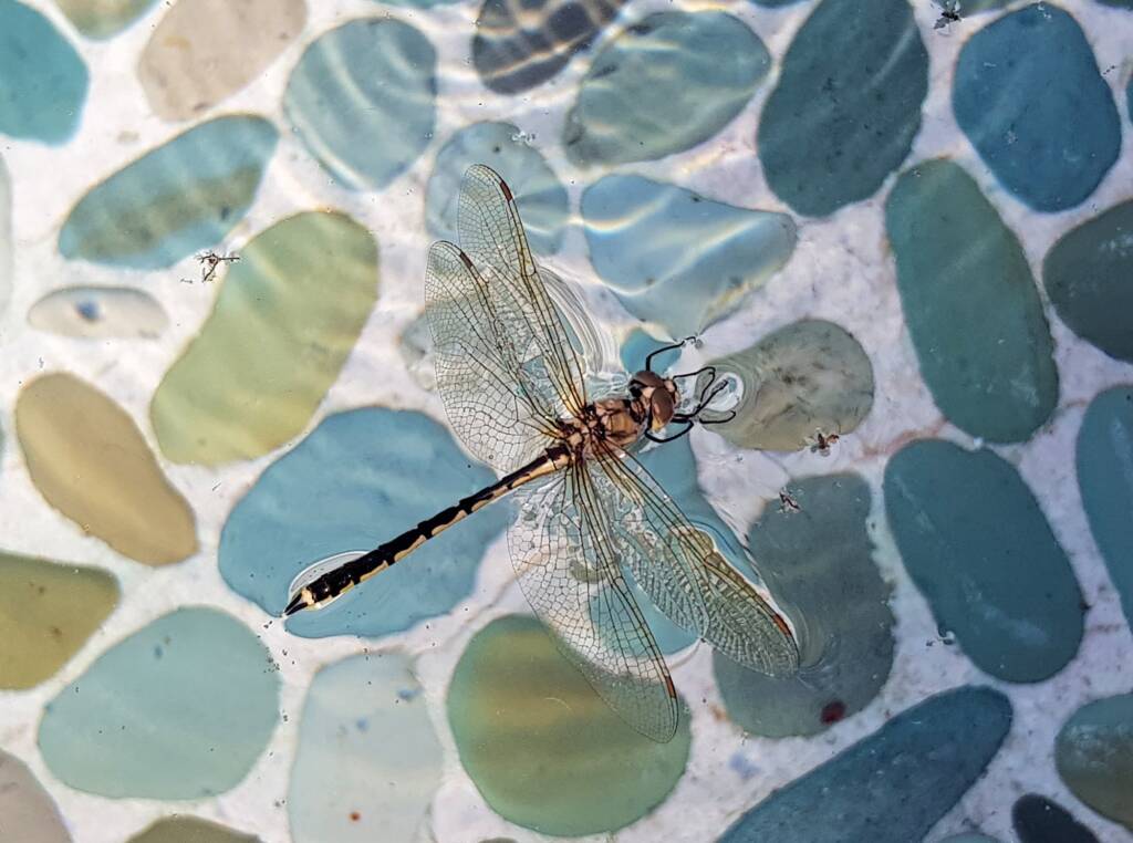Tau Emerald Dragonfly (Hemicordulia tau), Alice Springs NT
