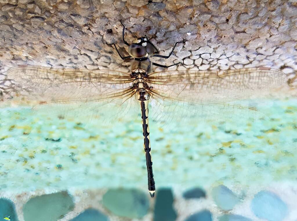 Tau Emerald Dragonfly (Hemicordulia tau), Alice Springs NT