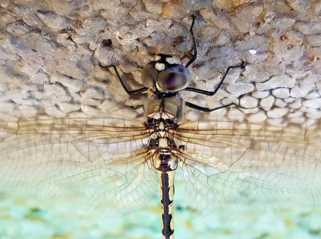 Tau Emerald Dragonfly (Hemicordulia tau), Alice Springs NT