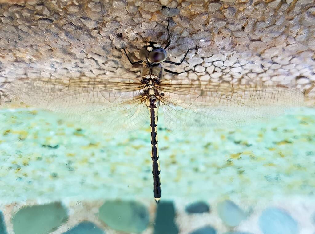 Tau Emerald Dragonfly (Hemicordulia tau), Alice Springs NT